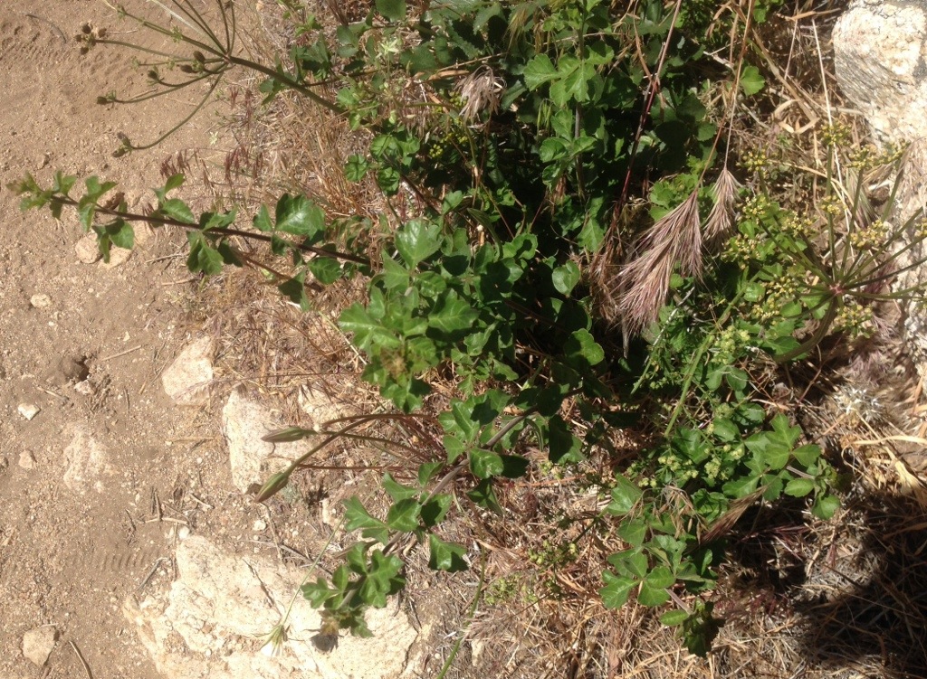 Done with Poodle Dog Bush, but… Truly onefootinfrontoftheother